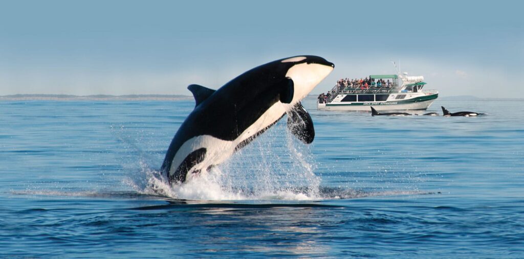 image of whale jumping out of water