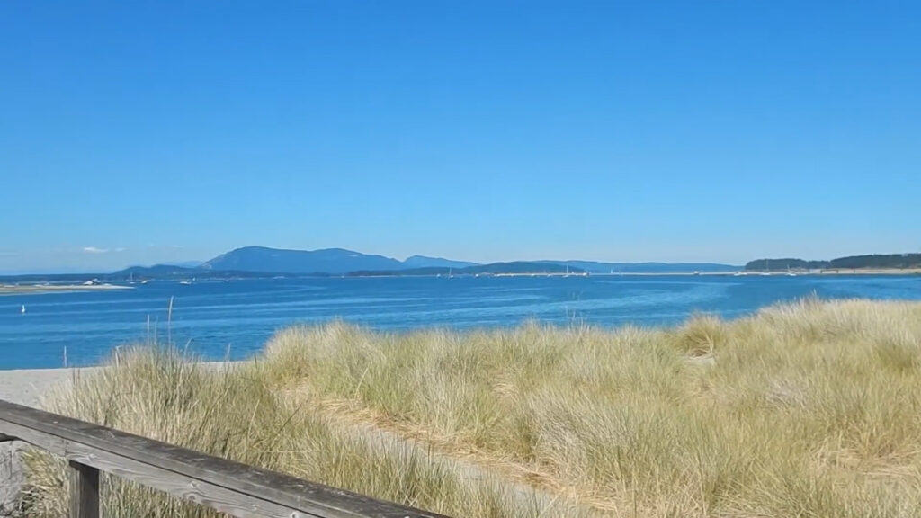 sidney spit beach grass