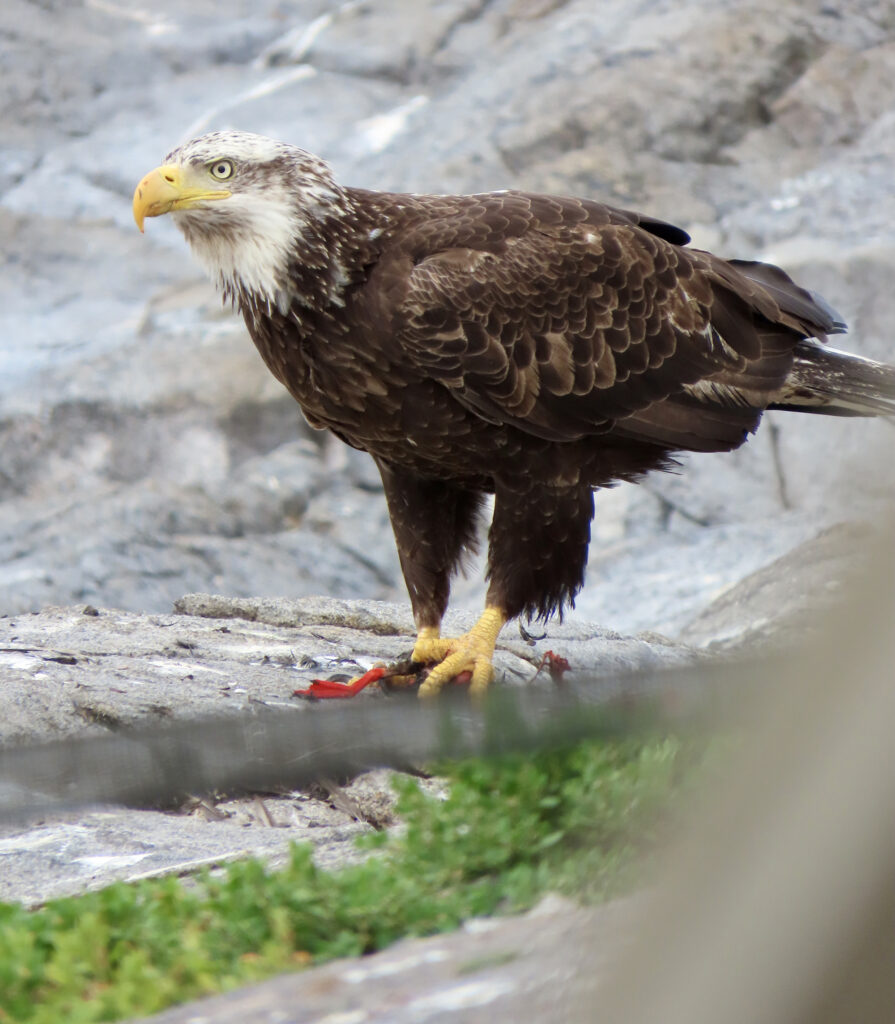 eagle sitting on a rock