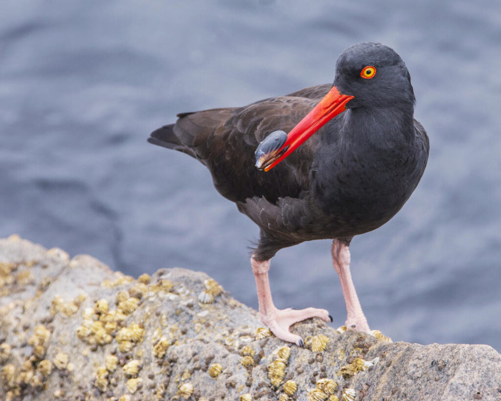 picture of a bird