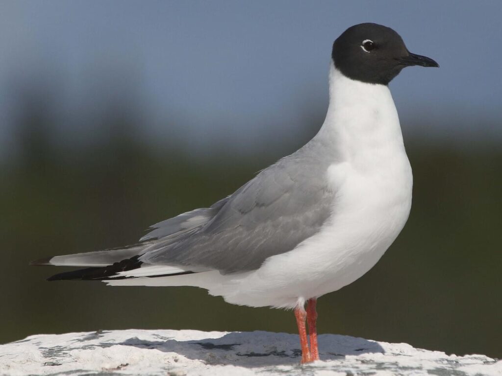 picture of a bird