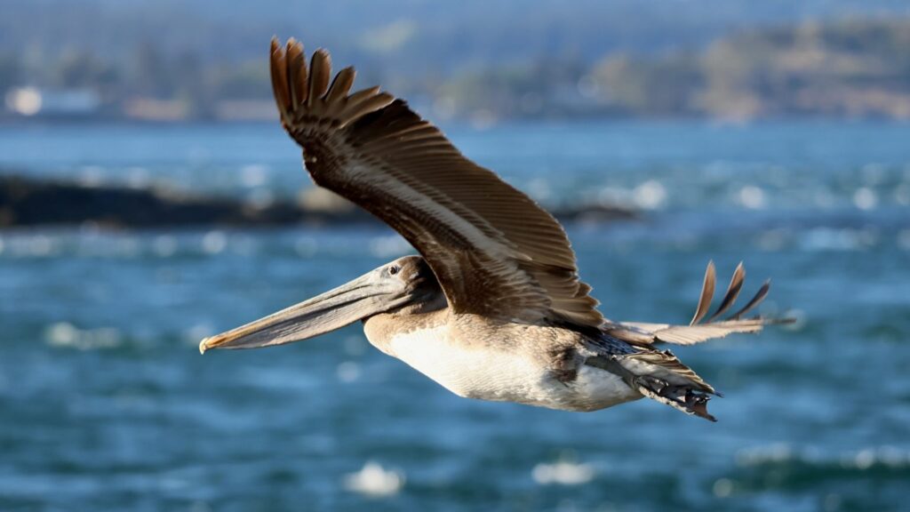 pelican flying in air