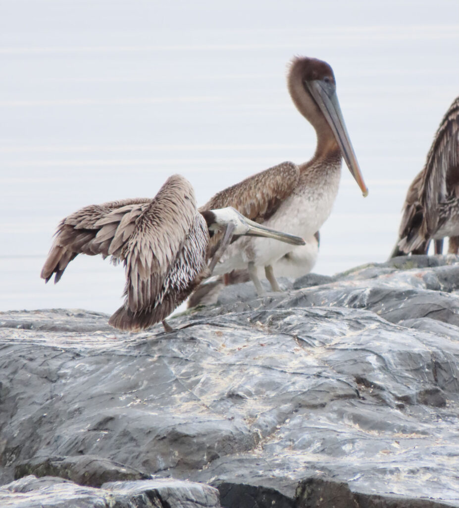pelicans sitting on a rock