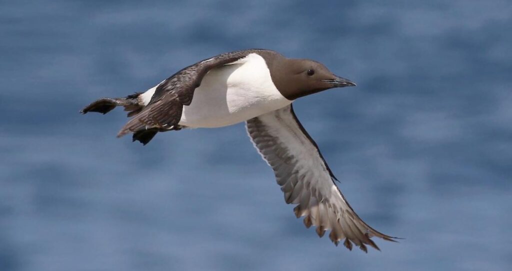 picture of a bird