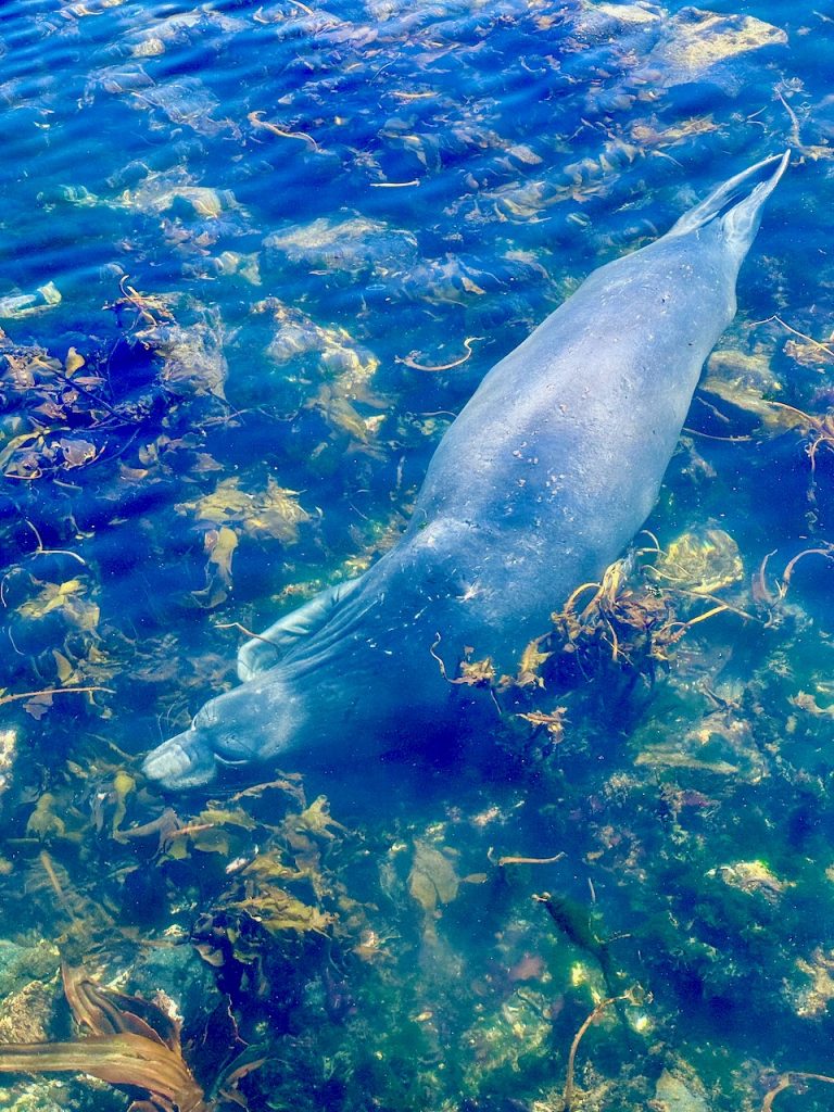 seal in water swimming