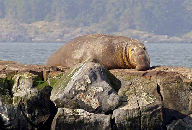 elephant seal at Race Rocks