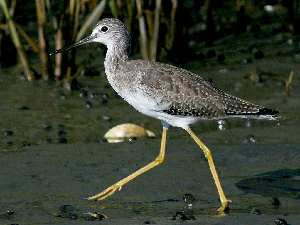 picture of a bird