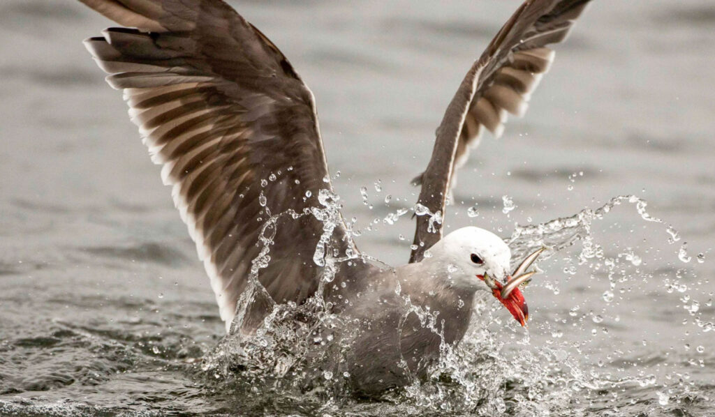picture of a bird