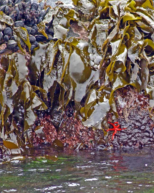 kelp on rocks