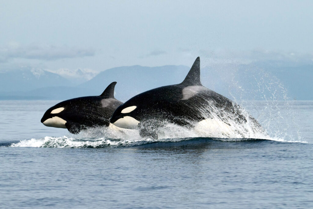 picture of orca whales jumping out of water