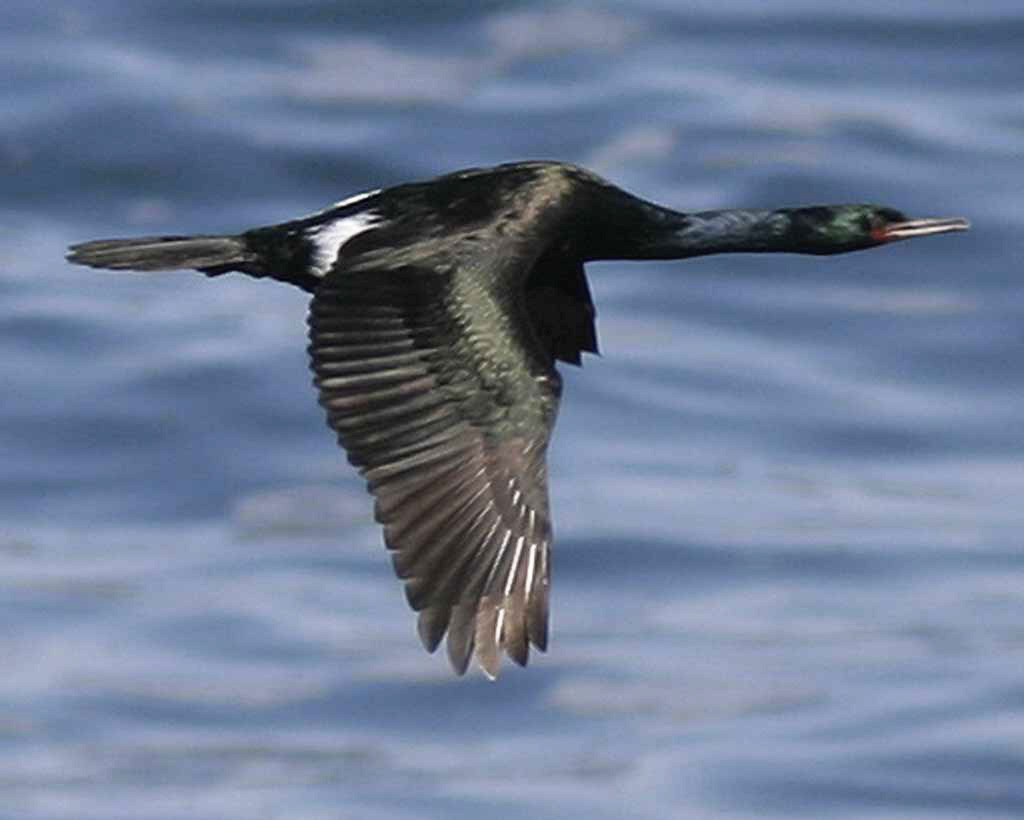 picture of a bird