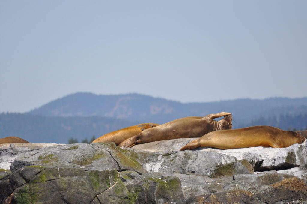 sealions on a rock