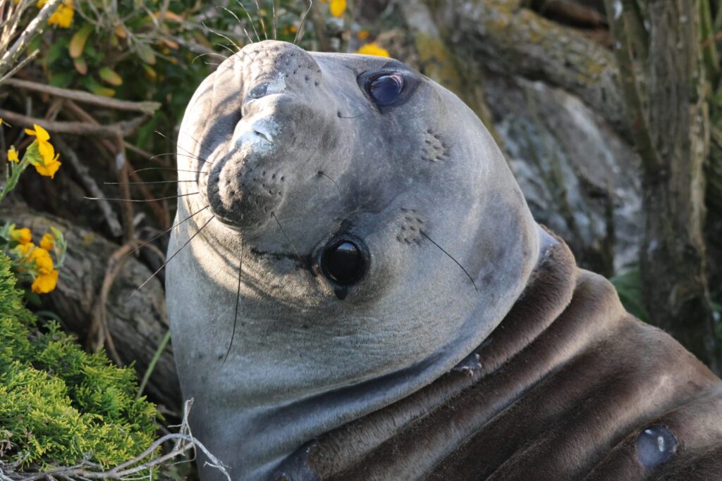 up close shot of a seals face