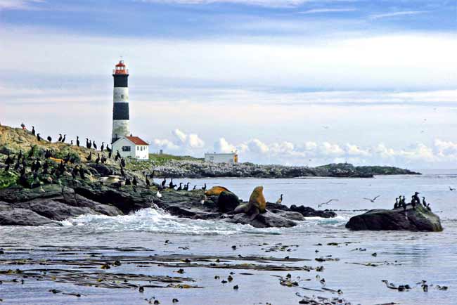 sealions on a rock
