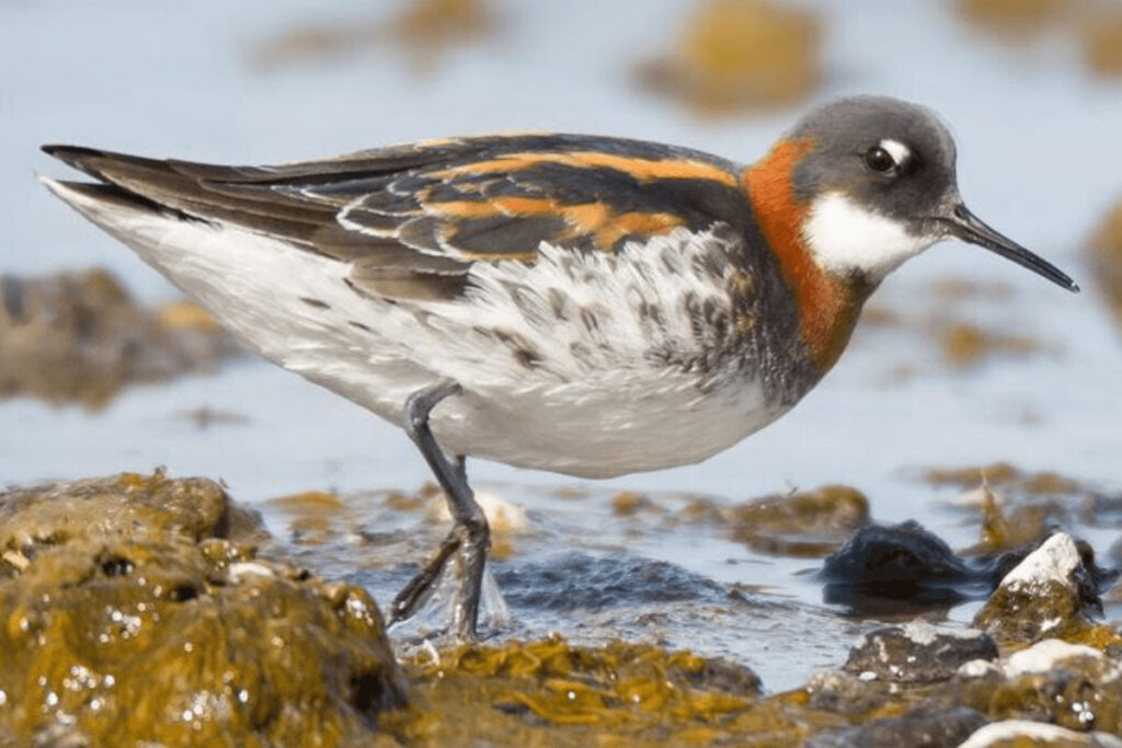 picture of a bird