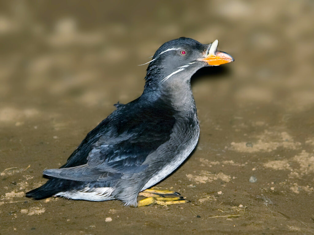 picture of a bird