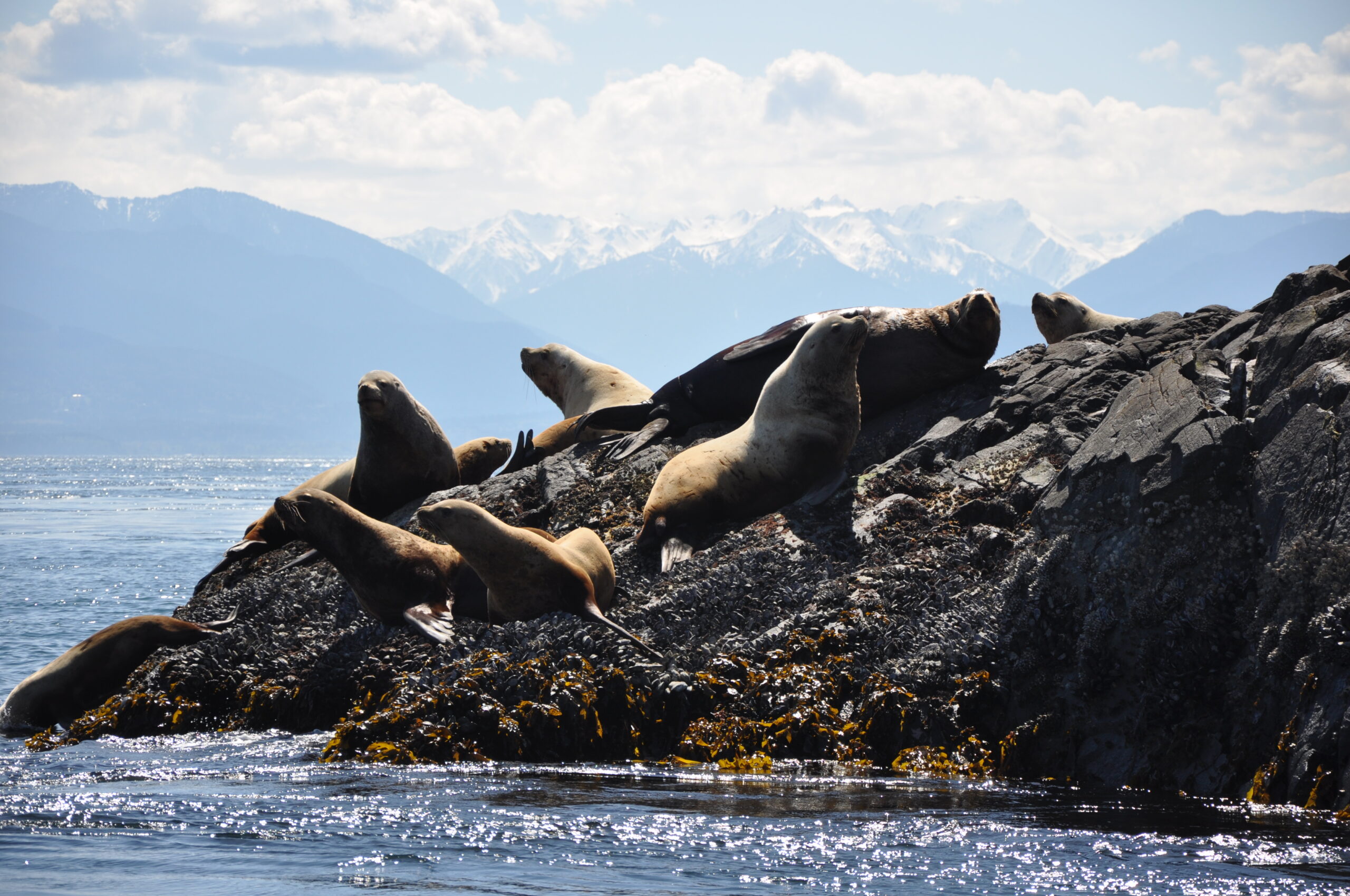 sealions on a rock