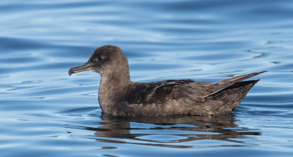 picture of a bird