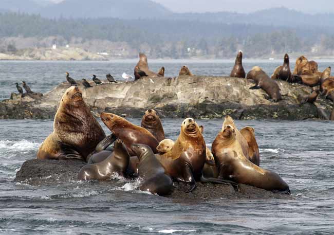 sea lions hanging out on a rock