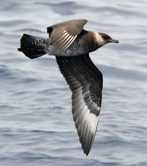 picture of a bird