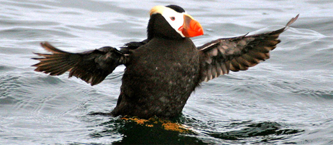 puffin vancouver island