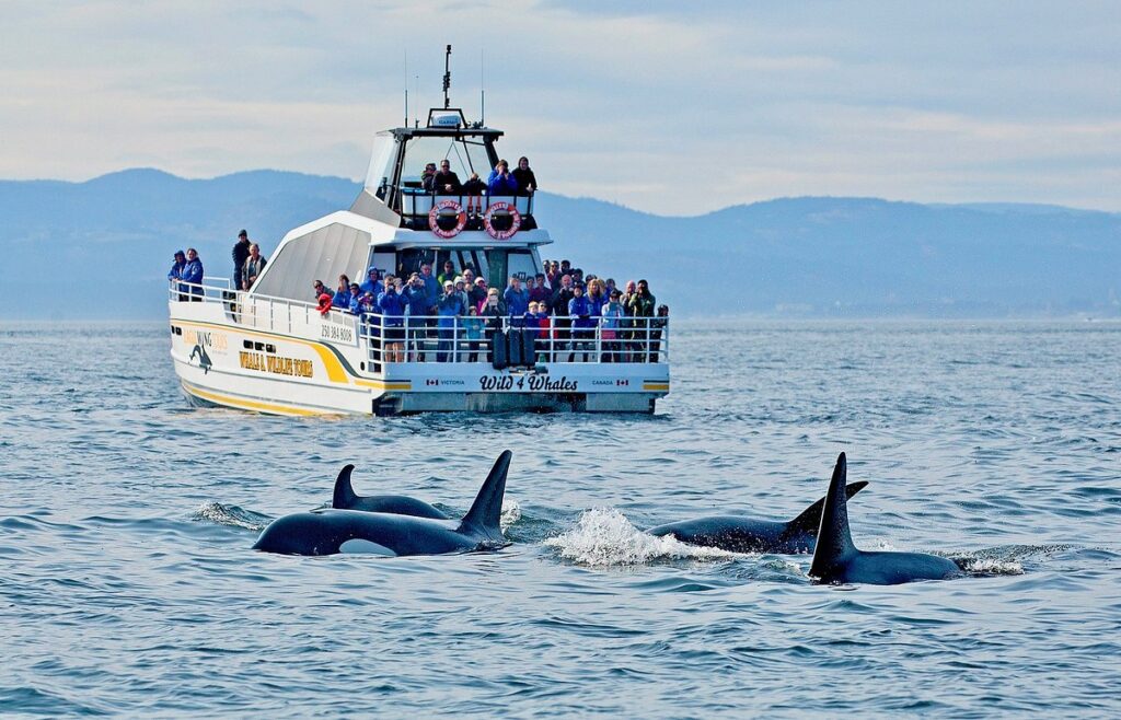 whale watching catamaran Victoria BC